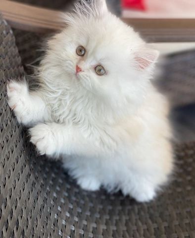 Wunderschöne Perserkätzchen