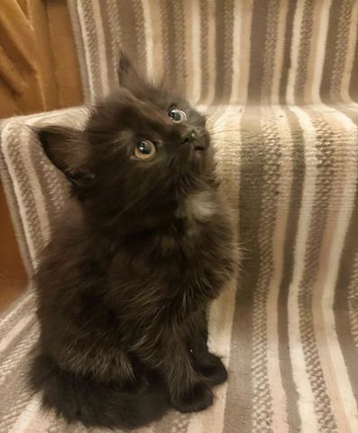 Entzückende norwegische Waldkätzchen