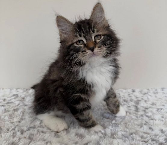 Norwegische Waldkatzen-Kätzchen zu verkaufen