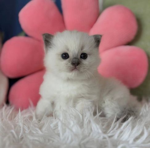 Ragdoll-Kätzchen mit TICA-Registrierung zu verkaufen