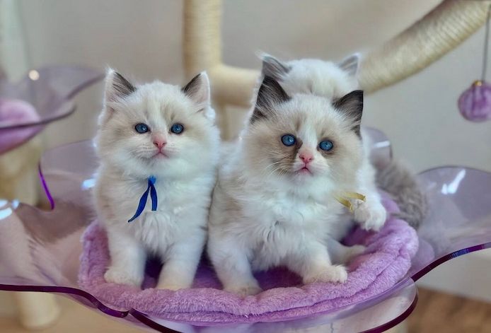 Ragdoll-Kätzchen mit TICA-Registrierung zu verkaufen