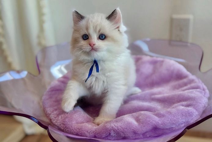 Ragdoll-Kätzchen mit TICA-Registrierung zu verkaufen