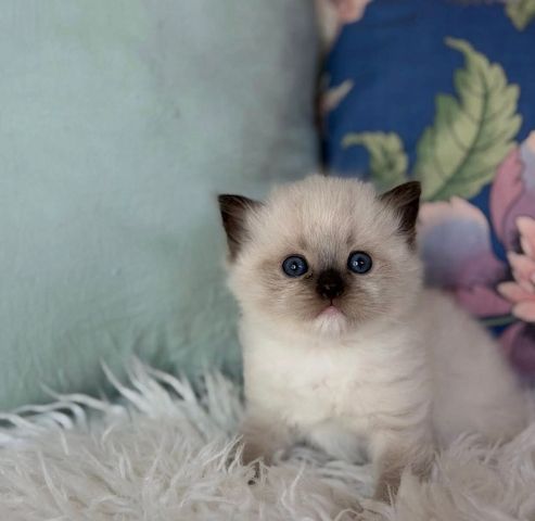 Ragdoll-Kätzchen (TICA) zu verkaufen