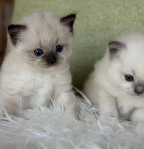 Reinrassige Ragdoll-Kätzchen zu verkaufen