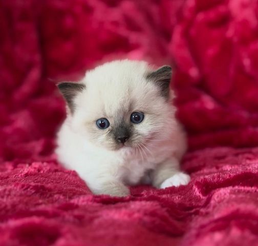 Reinrassige Ragdoll-Kätzchen zu verkaufen