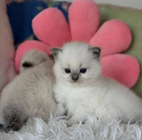 Reinrassige Ragdoll-Kätzchen zu verkaufen