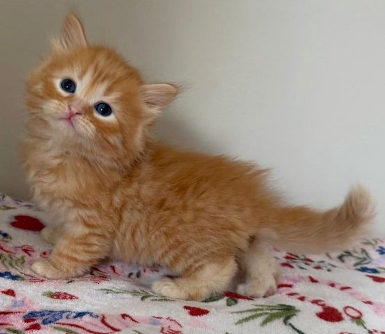 Drei Maine-Coon-Kater suchen ein liebevolles Zuhause