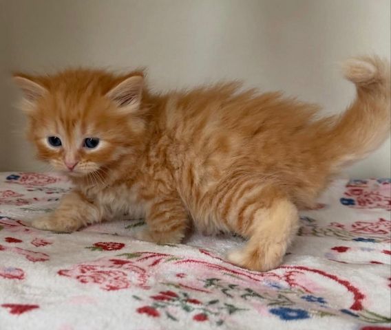 Drei Maine-Coon-Kater suchen ein liebevolles Zuhause