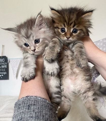 Maine Coon Kater abzugeben