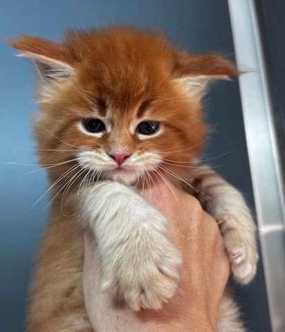 Maine Coon disponible