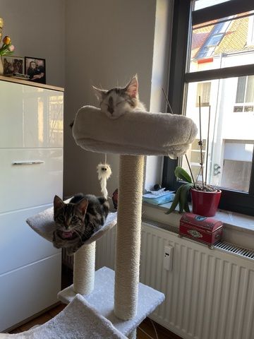 2 liebevolle Katzen abzugeben