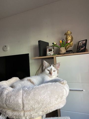 2 liebevolle Katzen abzugeben