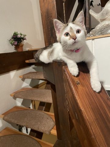 2 liebevolle Katzen abzugeben