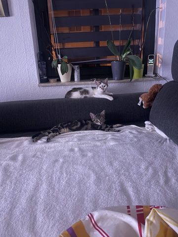 2 liebevolle Katzen abzugeben
