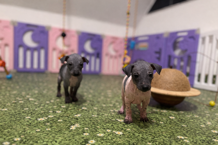 American Hairless Terrier Welpen
