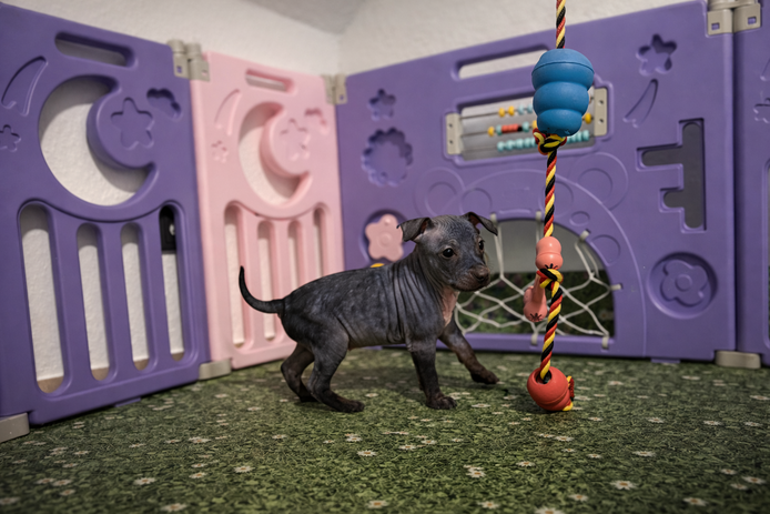 American Hairless Terrier Welpen