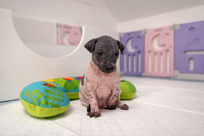 American Hairless Terrier Welpen