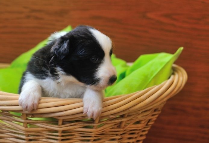Border Collie Welpen