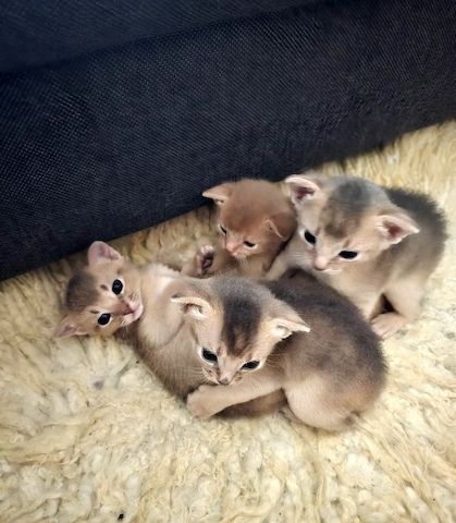 🏆 Abessinier-Linienkätzchen!😸