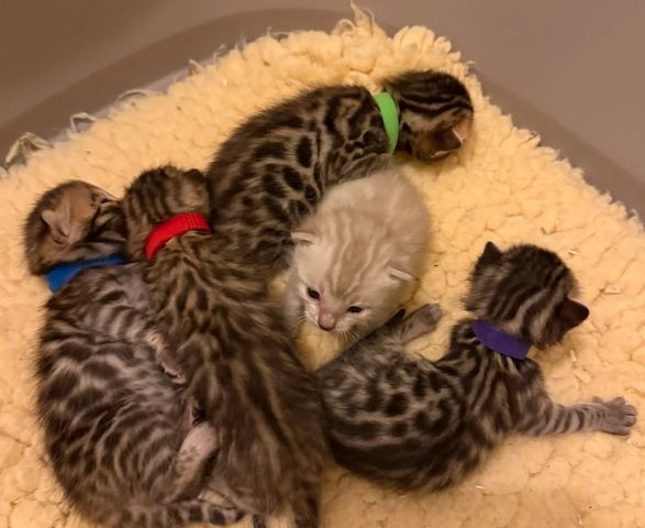 Gesundheitsgeprüfte 🐆 Bengal-Kätzchen