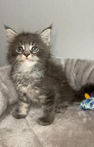 wunderschöner Maine Coons abzugeben