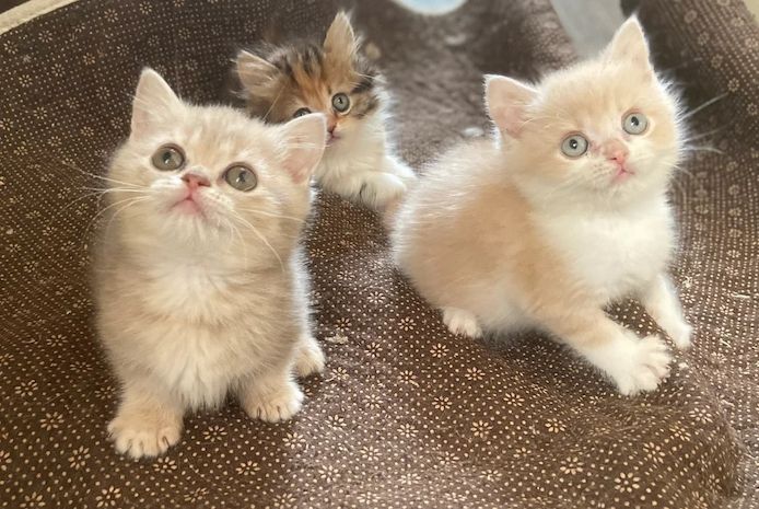 Munchkin-Kätzchen