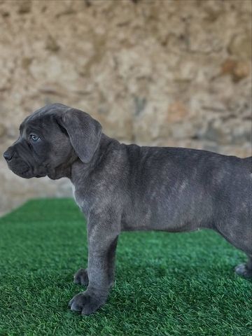 Cane Corso Welpen