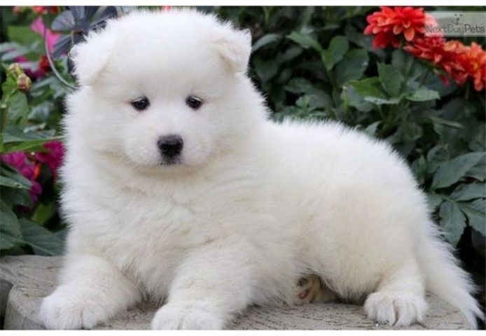 Samoyed Welpen