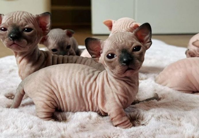 Sphynx Kätzchen ,