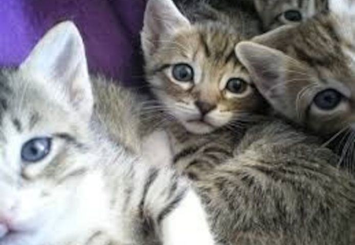 Europäisch Kurzhaar Kätzchen ,,