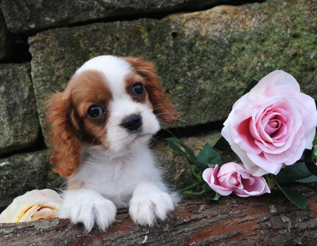 Cavalier King Charles Spaniel Welpen. Rüden und hündinnen