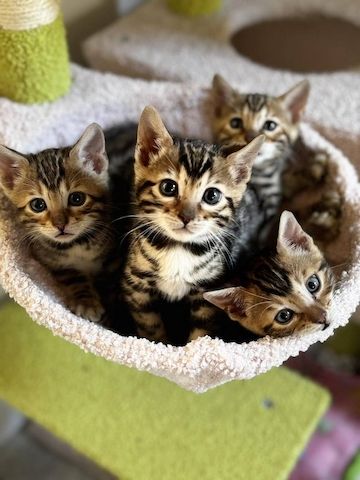 Bengalkätzchen zu verkaufen.