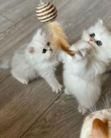 Perserkätzchen zu verkaufen.