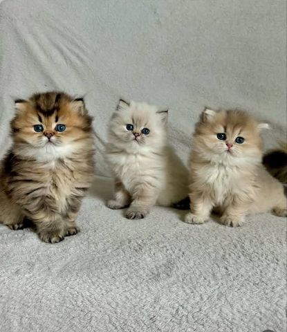 Perserkätzchen (männlich und weiblich)