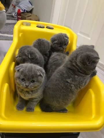 Wunderschöne Scottish-Fold-Kätzchen
