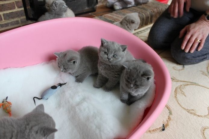 Britisch Kurzhaar-Kätzchen suchen ein gutes und liebevolles Zuhause.