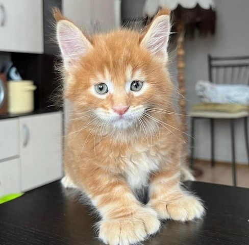 Reinrassige Maine-Coon-Kätzchen