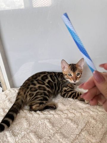 Bengalkätzchen zu verkaufen