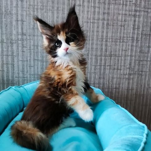 Maine-Coon-Kätzchen verfügbar