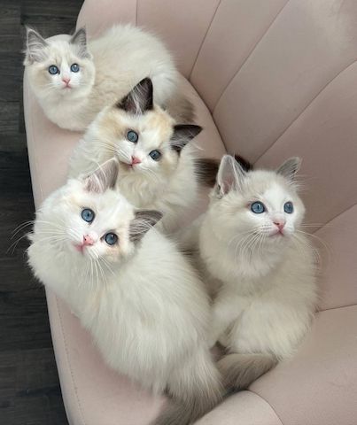 Ragdoll-Kätzchen zur Adoption/zum Verkauf.