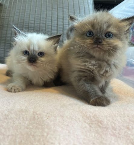 Registrierte Ragdoll-Kätzchen