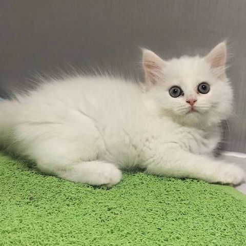 Sibirische Kätzchen verfügbar