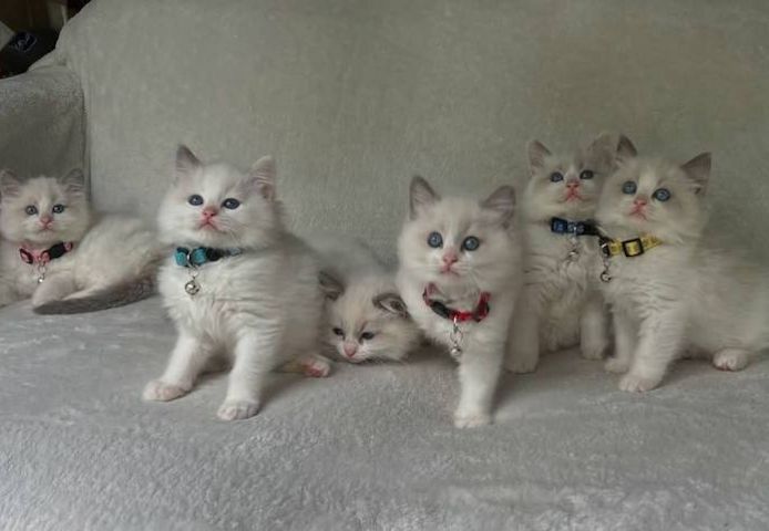 Ragdoll-Kätzchen zu verkaufen.