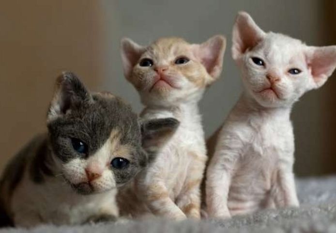 Devon Rex Kätzchen
