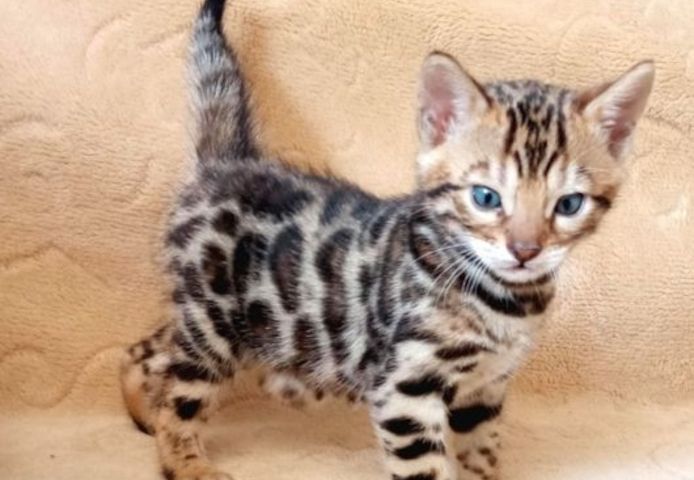 TICA Bengal-Kätzchen