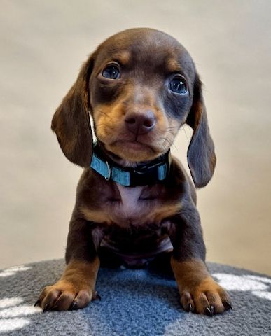 Dackelwelpen zu verkaufen