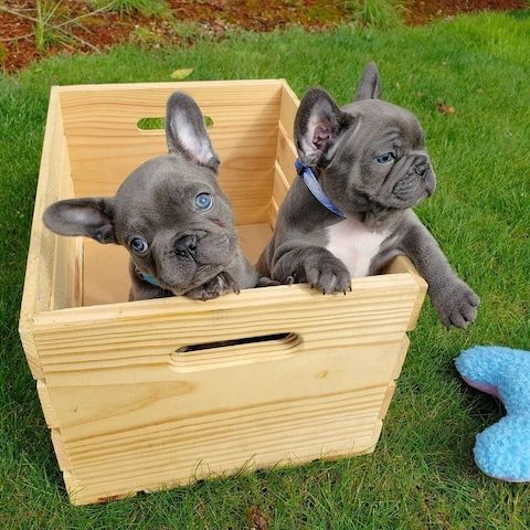 Französische Bulldoggenwelpen bereit