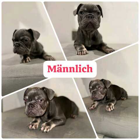 11 Wochen alte französische Bulldoggenwelpen