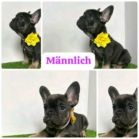 11 Wochen alte französische Bulldoggenwelpen