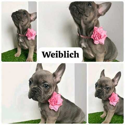 11 Wochen alte französische Bulldoggenwelpen
